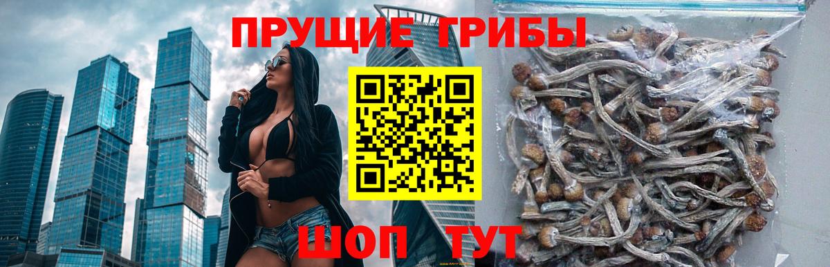 Череповец  Галлюциногенные грибы прущие грибы  Вход с VPN 